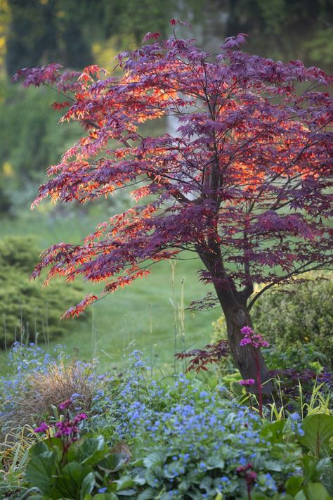 Japanese Acers: The ultimate guide to what to grow, how to grow it and the best acer varieties for your garden - Country Life Replanting Trees, Acer Garden, Acer Trees, Garden Spade, Garden Nails, Planting Tips, Japanese Maple Tree, London Garden, Acer Palmatum