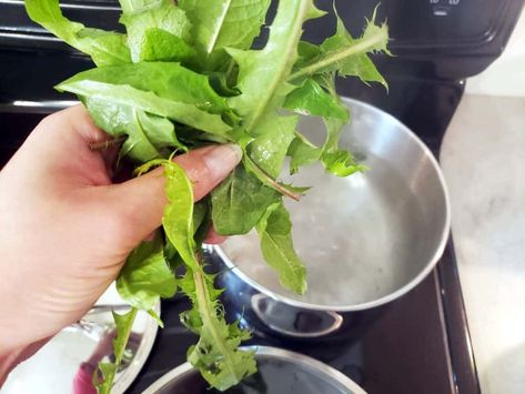 Cooking with Dandelions: How to Forage + 2 Ways to Improve the Taste of Dandelion Greens » RusticWise Dandelion Leaves Recipe, Dandelion Coffee, Fat Burning Breakfast, Dandelion Benefits, Dandelion Greens, Chrysanthemum Tea, Dandelion Tea, Dandelion Leaves, Dandelion Root