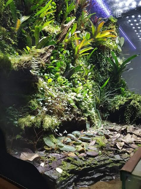 Dinosaur Aquarium, Bioactive Terrarium, Paludarium Ideas, Frog Vivarium, Bioactive Vivarium, Tropical Terrariums, Vivarium Ideas, Frog Terrarium, Gecko Terrarium