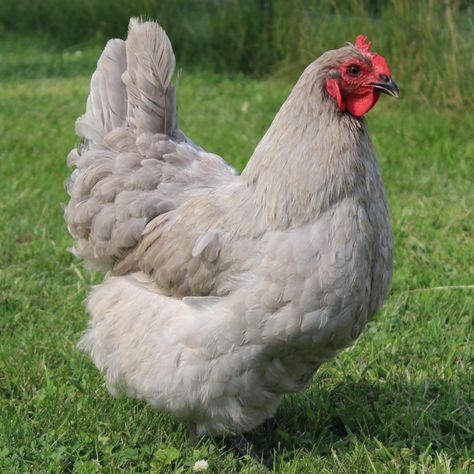 Orpington Chicken info Lavender Orpington Chickens, White Leghorn Chicken, Lavender Orpington, Orpington Chickens, Leghorn Chickens, Giant Chicken, Meat Birds, Rhode Island Red, Chicken Owner