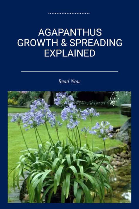 Agapanthus plants are known for their amazing ability to spread and multiply. As perennials, they produce offsets, or small new plants, which allows them to thrive and expand in your garden. Curious about how to manage Agapanthus and encourage their growth? This guide covers everything from their spreading behavior to tips on planting, repotting, and caring for your Agapanthus. If you want a lush bloom in your yard, learning about this hardy plant can be a game changer. Explore the joys of growing Agapanthus! Cornish Garden, Driveway Border, Agapanthus Plant, Driveway Ideas, My Plant, Attract Pollinators, Plant Health, Hardy Plants, Seed Pods