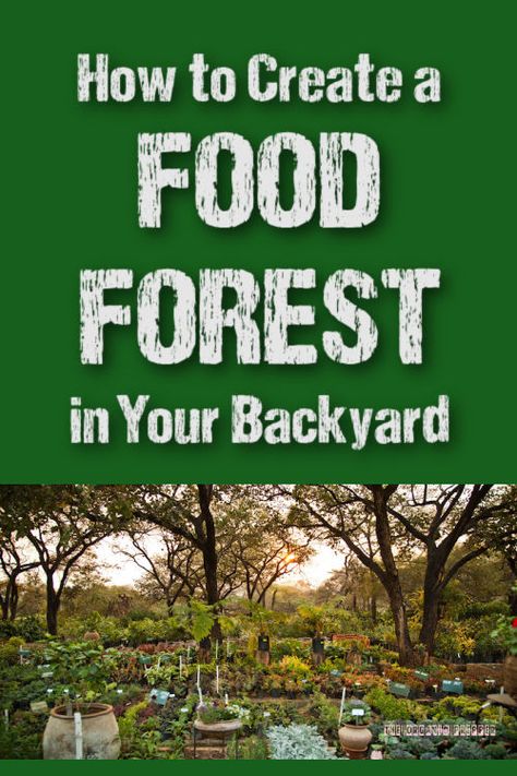 A food forest is a low-maintenance, sustainable system that mimics a natural forest ecosystem, with layers of plants that work together. Here's how to create one. | The Organic Prepper via @theorganicprepper Food Forest Design, Pasta Food Recipes, Backyard Food, Food Forest Garden, Forest Cafe, Natural Forest, Forest Ecosystem, Pizza Sandwich, Pasta Food