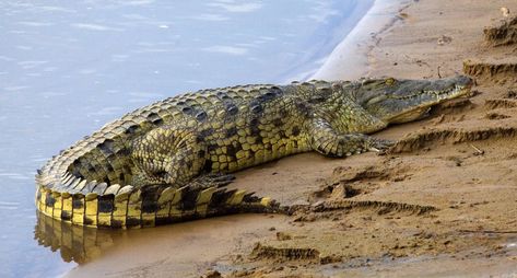 Mugger Crocodile, Crocodile Images, Crocodile Illustration, Crocodile Animal, Nile Crocodile, Saltwater Crocodile, The Gambia, Nile River, Jane Birkin