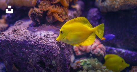 Saltwater Aquascape, Coral Reef Tattoo, Reef Tattoo, Fish Tank Themes Ideas, Yellow Tang, Fish Tank Themes, Photos Of Fish, Saltwater Aquarium Fish, Tang Fish