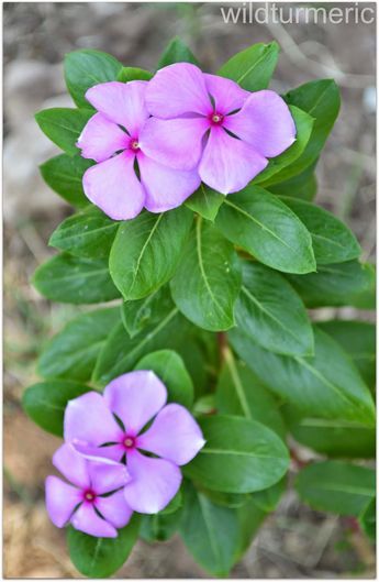 4 Top Health Benefits of Nithyakalyani | Sadabahar Flower | Rosy Periwinkle | Madagascar Periwinkle Flowering Plants In India, Madagascar Periwinkle, Periwinkle Plant, Sugar Foods, Medicinal Weeds, Ayurvedic Plants, Common Garden Plants, Medicinal Herbs Garden, Witch Herbs