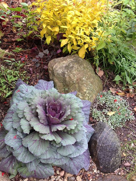 October, November, and December in Tim's Ohio Garden - FineGardening Ohio Gardening, Ohio Garden, Succulent Pumpkin, Fine Gardening Magazine, Low Maintenance Shrubs, Fine Gardening, Plant Combinations, Garden Photos, Photo Of The Day