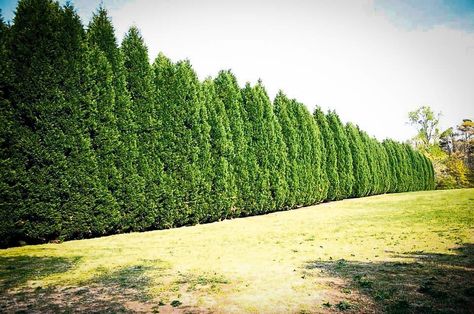 Everything you wanted to know about the Best Privacy Trees For Your Backyard. Featuring editorial, tips and little-known gardening secrets. Backyard Trees Landscaping, Landscaping 101, Leyland Cypress Trees, Privacy Landscaping Backyard, Farm Landscaping, Shrubs For Privacy, Leyland Cypress, Privacy Trees, Backyard Trees