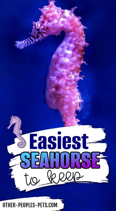 Seahorse Fish Tank, Seahorse Aquarium Tanks, Tank Pets, Small Salt Water Aquarium, Seahorse Tank Aquarium, Soft Coral Reef Tank, Saltwater Fish, Seahorses, Small Saltwater Tank