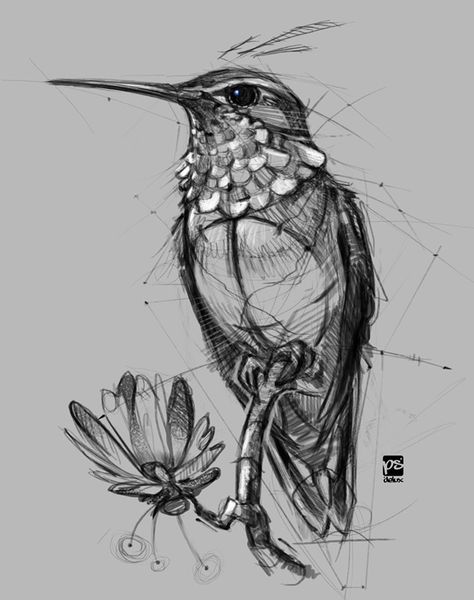 Hummingbird Sketch, Hummingbird Drawing, Bird Sketch, Hummingbird Art, Drawing Faces, Animal Drawing, Desenho Tattoo, Animal Sketches, Arte Animal