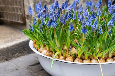 How To Plant Muscari (Grape Hyacinth) Bulbs | Horticulture Cold Weather Flowers, Hyacinth Bulbs, Grape Hyacinth, Growing Bulbs, Perennial Bulbs, Dig Gardens, Mini Gardens, Patio Pots, Permaculture Design