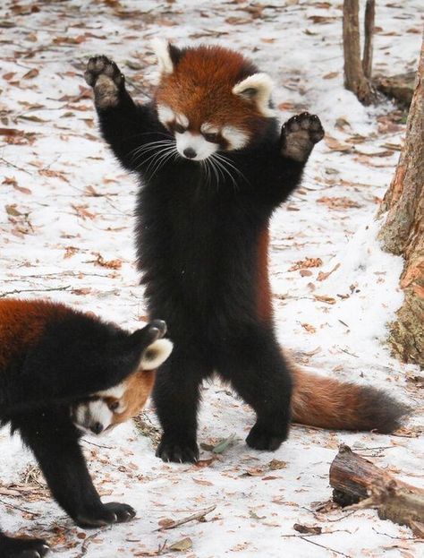 Panda-ora Box: a Collection Of Adorable Red Panda Pics - I Can Has Cheezburger? Panda Day, Red Panda Cute, Red Pandas, Red Panda, Cute Creatures, Animal Tattoos, Animal Photo, Cute Little Animals, 귀여운 동물