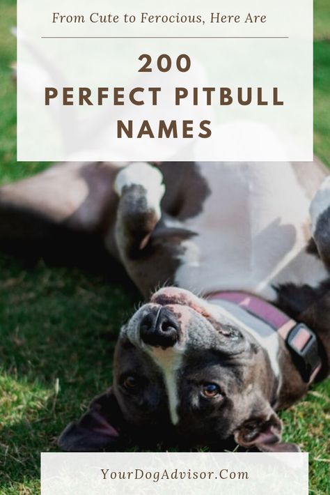 Boy Pitbull Names, Girl Pitbull Names, Male Pitbull Names, Female Pitbull Names, Pitbull Puppy Names, Puppy Names Unique, Pitbull Dog Names, Puppies Names Female, Female Pitbull