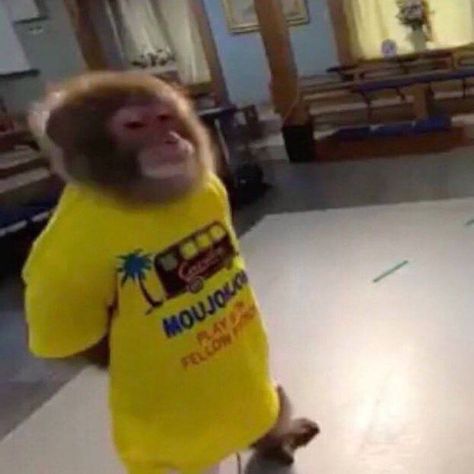 Monkey Meme, Monkey Memes, Beach Tshirt, Monkey Pictures, Reaction Face, Monkeys Funny, Cute Monkey, 웃긴 사진, Silly Images