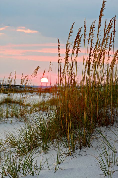 Nature, Beach Plants, Sea Oats, Alabama Beaches, Michigan Summer, Made For Each Other, Perennial Shrubs, Pensacola Beach, Water Art