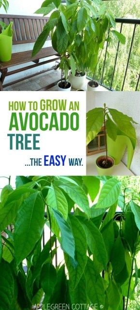 How to grow an avocado tree - this tutorial shows you the easiest way to grow an avocado plant. I wanted to see if a totally 'lazy' way of growing an avocado tree would work, too. And it does! Check it out here. Plants Indoor Ideas, Avocado Plant From Seed, Avocado Seed Growing, Fruit Trees Backyard, Avocado Dessert, Avocado Plant, Grow Avocado, Indoor Ideas, Avocado Seed