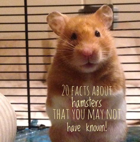 20 unusual facts about hamsters that you may now have known about! Fun, interesting and amazing facts on hamsters! Fancy Hamster, Hamster Diy Cage, Bear Hamster, Hamsters As Pets, Hamster Diy, Hamster Names, Hamster Life, Hamster Habitat, Hamster Food