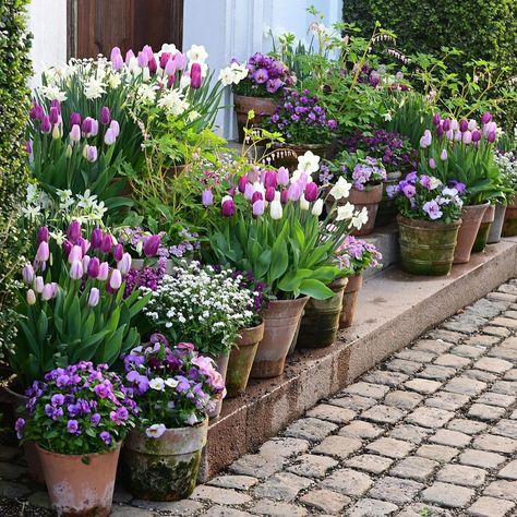 We have been a bit late this year, but now we have planted all the spring bulbs in containers. In about four months time we will have a… | Instagram White Container Garden, Spring Planting Ideas, Spring Blooming Trees, White Container, Plant Containers, Flowering Cherry Tree, Spring Planting, Planting Ideas, Sunken Garden