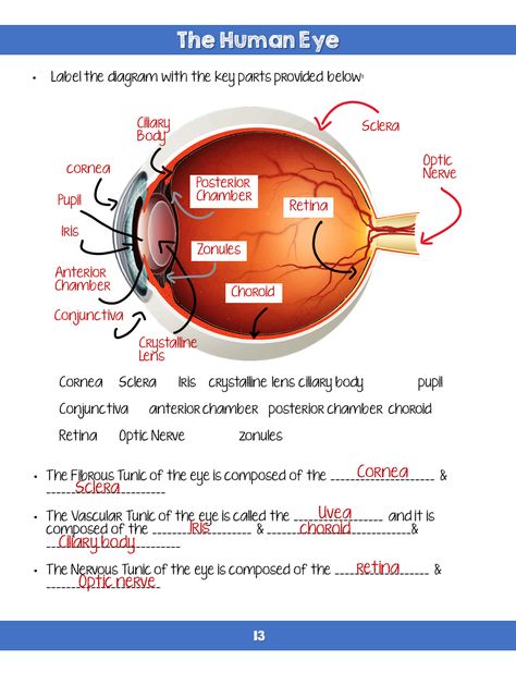 Opthamology Aesthetic, Optometry Technician, Ophthalmology Technician, Ophthalmology Notes, Optical Technician, Opthalmic Technician, Ophthalmic Technician, Optician Training, Eye Health Facts