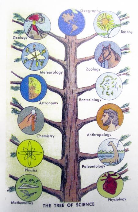 Branches Of Science | BRANCHES OF SCIENCE Branches Of Biology, Science Printables, Science Quiz, Chemistry Projects, Branches Of Science, Science Games, Third Grade Science, Matter Science, Family Tree Template