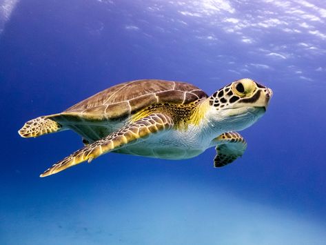 Ocean Creatures Art, Hawksbill Sea Turtle, Sea Turtle Species, Hawksbill Turtle, Turtles Swimming, Types Of Turtles, Sea Turtle Pictures, Water Turtle, Save The Sea Turtles