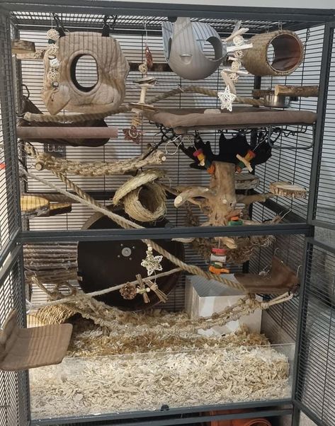 Rat Cage Setup, Rat Enclosure, Rat Enrichment, Rat Cage Ideas, Cosy Beds, Degu Cage, Pet Rat Cages, Rattus Rattus, Rat Care