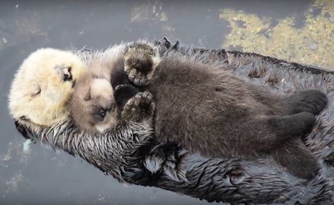 sea otters holding hands — Blog — Eva Grello Sea Otters Holding Hands, Sleeping Otters, Cuddling Gif, Otter Man, Baby Sea Otters, Otters Holding Hands, Cutee Animals, Sea Otters, Hand Painted Cat