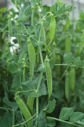 Cool Pea Plants | Garden Harvest Supply Pea Plant Drawing, Pea Plants, Growing Peas, Pea Plant, Plant Growing, Garden Veggies, Garden Harvest, Veg Garden, Plant Drawing