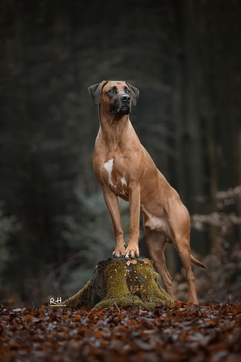 Dog Owner Photoshoot, Dog Photoshoot Pet Photography, Pet Photography Poses, Dog Portrait Photography, Dog Photography Poses, Animal Photography Dogs, Red Dogs, Dog Foto, Outdoor Studio