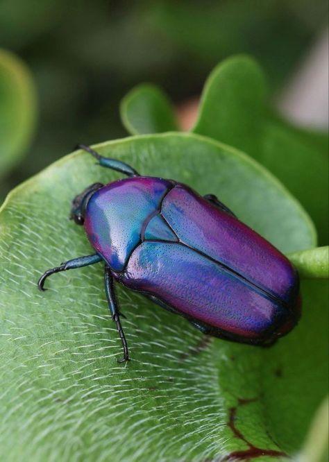 Purple Beetle, Beetle Drawing, Nature Purple, Biology Art, Beetle Insect, Wings Art, Beautiful Bugs, Insect Art, Strange Things