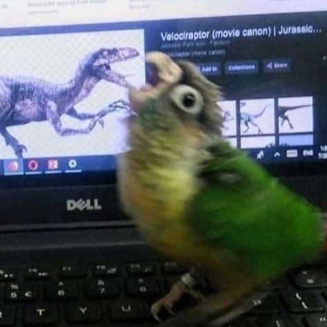 Bird Meme, Funny Parrots, Funny Birds, Pretty Animals, 웃긴 사진, Silly Animals, Bird Pictures, Cute Birds, Really Funny Pictures