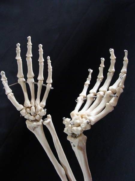 skeleton arm  | Human Body Skeleton Arms Hands Wrist Bones Medical Anatomical Anatomy Skeleton Hand Reference, Skeleton Hand Poses, Human Body Skeleton, Bones Aesthetic, Skeleton Face Makeup, Skeletal Anatomy, Hand Bones, Body Skeleton, Skeleton Arm