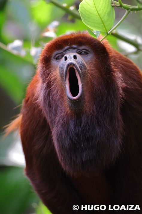 Alouatta seniculus - Juruá Red Howler Monkey | hugo loaiza | Flickr Rainforest Creatures, Ugly Monkey, Animals Activities, Bizarre Animals, Howler Monkey, Tropical Animals, Monkey Art, Animal Print Wallpaper, Young Animal