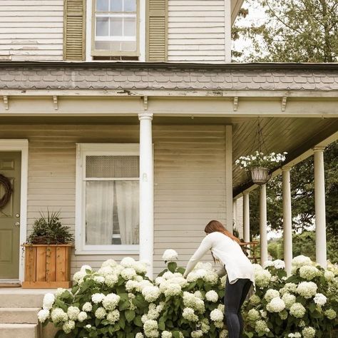 Look at those gorgeous hydrangeas!! Swooning here. Your place is so beautiful, @samanthabelsey !!! 📷: @s.connorphotography — — — Use… Front Porch Landscape, Gorgeous Plants, Annabelle Hydrangea, Hydrangea Landscaping, Porch Landscaping, Farmhouse Landscaping, Front Landscaping, Front Steps, Farmhouse Garden