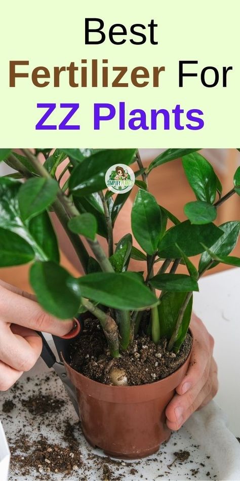 ZZ Plant Care | House Plants Indoor -Fertilizing ZZ plants, ZZ plant fertilizer, best fertilizer for ZZ plant, 
fertilizing ZZ plant how often, ZZ plant care tips, ZZ plant nutrition, ZZ 
plant feeding schedule, organic fertilizer for ZZ plant, liquid fertilizer 
for ZZ plant, slow-release fertilizer for ZZ plant,   ZZ plant 
nutrients, ZZ plant soil enrichment, ZZ plant growth supplements, ZZ plant 
feeding frequency Croton Plant Care, Inside House Plants, Zz Plant Care, Indoor Cactus Plants, Zz Plants, Plants Pet Friendly, Plant Care Houseplant, Plant Parent, Zz Plant