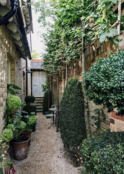 Side Return Garden, Hydrangea Arborescens Annabelle, Alley Way, Narrow Garden, Hydrangea Arborescens, Small Courtyard Gardens, Garden Calendar, Small Courtyards, London Garden