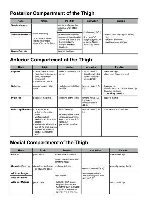 Lower Limb Muscles Anatomy, Anatomy Of Lower Limb, Lower Limb Anatomy Mnemonics, Lower Limb Anatomy Notes, Lower Extremity Anatomy, Muscles Of Lower Limb, Lower Limb Anatomy, Abdominal Muscles Anatomy, Lower Limb Muscles