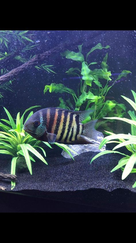 Best Aquarium Filter, American Cichlid, South American Cichlids, Fish Room, Cichlid Aquarium, Cool Fish Tanks, Rare Fish, Fishing Room, Dress Models