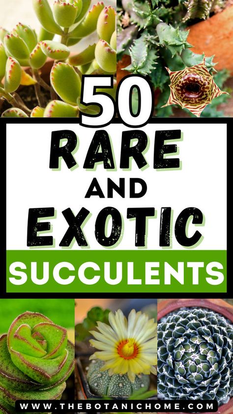 Explore the world of rare succulent plants with our guide to the 50 most extraordinary and unusual species. Learn about rare succulents, types of succulent plants with pictures, growing succulents, cacti and succulents, planting succulents, planting flowers, flowering succulents, types of cactus plants, propagating succulents, succulent gardening & succulent care, weird plants, colorful succulents, unusual plants, rare plants, exotic plants, exotic flowers, cool plants and unique cactus plants. Identifying Succulents, Succulents Types, Unique Cactus Plants, Aesthetic Crazy, Repotting Succulents, Types Of Cactus Plants, Cool Succulents, Kinds Of Cactus, Different Types Of Succulents