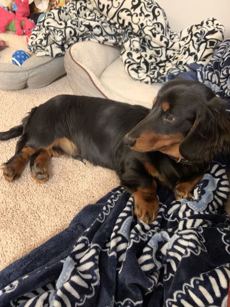 Long Hair Dachshunds, Brown And Black Dachshund, Black Weiner Dog, Black Dachshund Long Hair, Black And Tan Long Haired Dachshund, Black Long Haired Dachshund, Room Ideas For Dogs, Pet Room Ideas, Worlds Biggest Dog