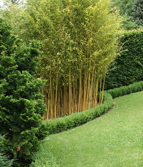 Bamboo In Backyard, Landscaping With Bamboo, Bamboo Hedge Living Fence, Bamboo Landscape Ideas, Bamboo Garden Landscaping, Bamboo In Garden, Bamboo Backyard, Bamboo Garden Ideas, Bamboo Screen Garden