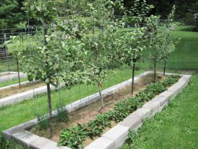 Espalier apple trees and strawberries in narrow  bed Fruit Trees Garden Design, Fruit Garden Layout, Tree Garden Design, Fruit Trees Backyard, Fruit Tree Garden, Small Yard Landscaping, Backyard Trees, Growing Fruit Trees, Strawberry Garden