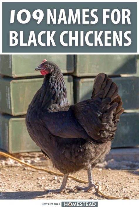 Every chicken needs a name, and black chickens especially need good ones. Get inspiration for naming your chicken here. #chickens #homesteading Black Chicken Breeds, Chicken Names Hens, Rooster Names, Homestead Animals, Exotic Names, Black Chicken, Black Chickens, Raising Backyard Chickens, Farm Lifestyle