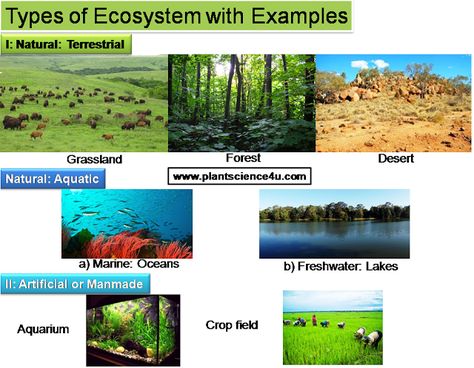 Types of ecosystems with examples Types Of Ecosystems, Ecosystems Projects, Crop Field, Diastasis Recti, Work Activities, Food Chain, Science Classroom, Environmental Science, Save Earth