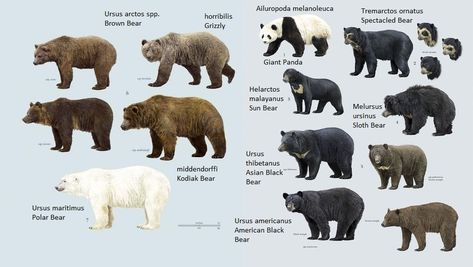 Animal Infographic, Bear Species, Pig Breeds, American Black Bear, Sloth Bear, Wild Animals Pictures, Animal Tracks, Extinct Animals, Prehistoric Animals