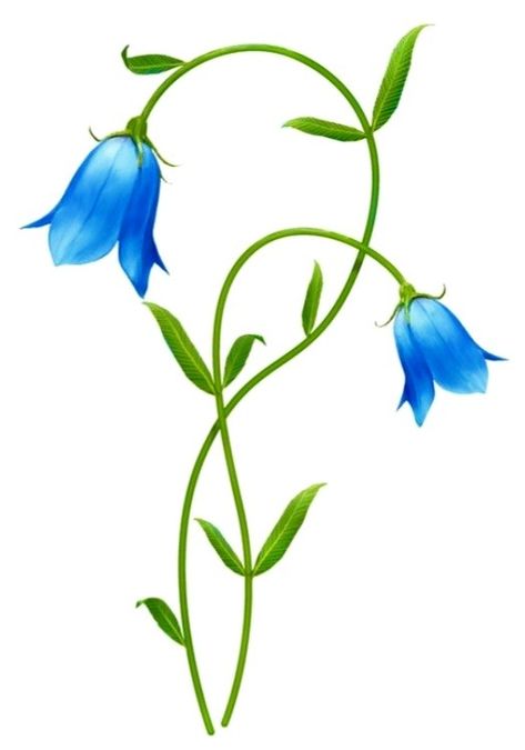 Harebell Flower, Hyacinth Bridgerton, Flower Fence, Png Images Free, Bell Flowers, Blue Bell Flowers, Easy Flower Painting, Flower Drawing Tutorials, Frame Border Design