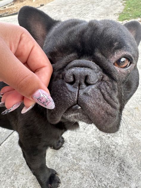 C.nail_lab for more French Bulldog Nail Art, French Bulldog Nails, Bulldog Nails, Nail Lab, Nails Inspo, Nails Ideas, Nail Design, Press On Nails, Nail Inspo