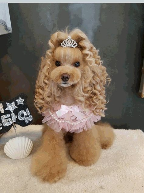 Cute Small Dogs, Dog Mommy, Very Cute Puppies, Dog Haircuts, Princess Dog, Cute Animals Puppies, Very Cute Dogs, Cute Dog Pictures, Really Cute Dogs