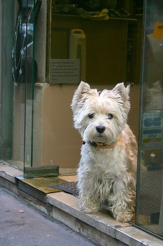 Finding Neverland, Westie Puppies, Highlands Terrier, Westie Dogs, Australian Shepherds, White Terrier, West Highland White Terrier, West Highland Terrier, White Dog