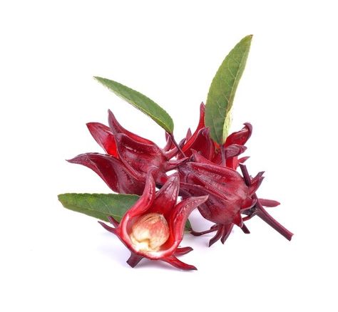 Rosella Illustration, Rosella Hibiscus, Roselle Tea, Hibiscus Sabdariffa, Food Graphic Design, Beautiful Art Pictures, Premium Photo, Art Pictures, Biology