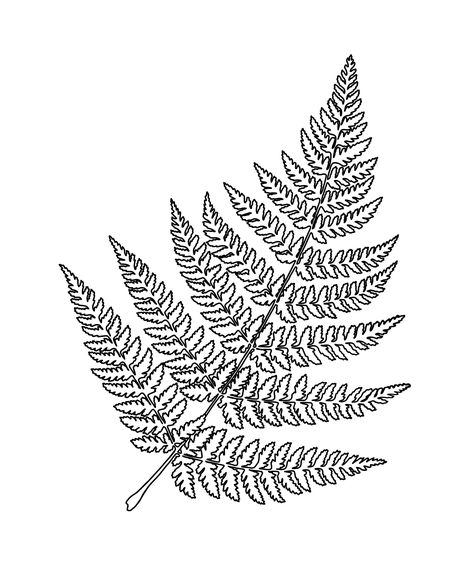 Fern Tattoo, Fern Pattern, Forearm Tattoo Design, Fancy Art, Fern Leaf, Custom Carved, Line Work Tattoo, Leaf Drawing, Custom Tattoo Design